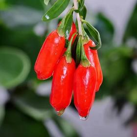 【现采现发 头茬鲜果】限量头茬鲜枸杞 宁夏中宁现摘现发 大颗粒鲜红枸杞 头茬大果500g（仅售1000份，预计7月15日下架）