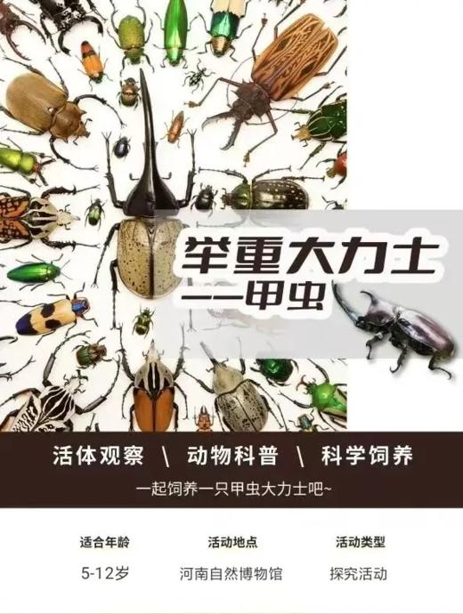 河南自博研学【举重大力士-甲虫】 商品图0