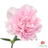 单头康乃馨 旅行优香 商品缩略图0