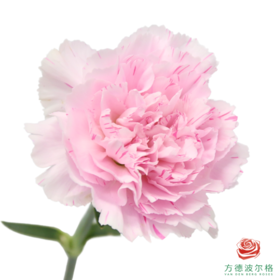 单头康乃馨 旅行优香