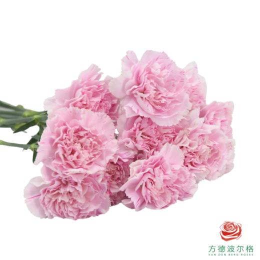 单头康乃馨 旅行优香 商品图1