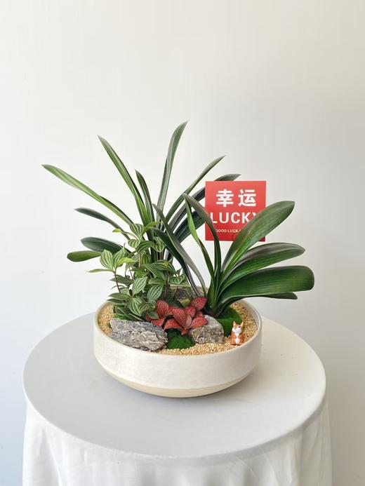 君子兰/MXY白黄底328 商品图0