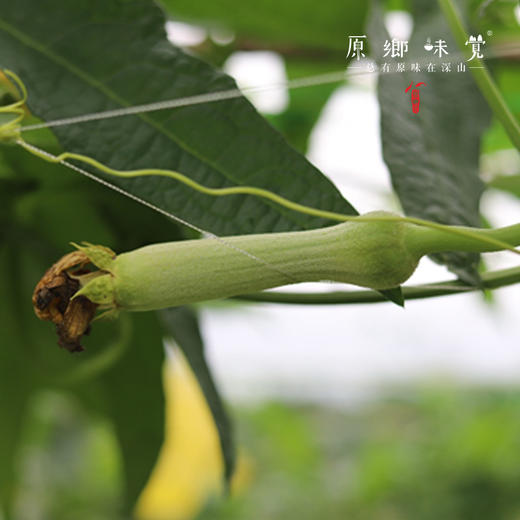 【排单3天左右发】【2-3个品种随机发】生态露天丝瓜（农场直发-顺丰包邮）|3斤/箱，来自成都郫都，生产者：原乡生态农场【合作生产，公平贸易】 商品图6