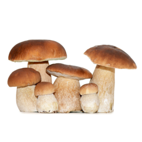 林端上品 鲜制云南野生白牛肝菌