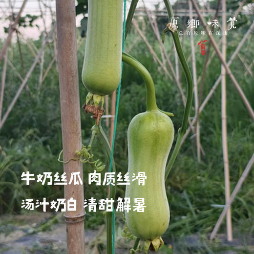 【排单3天左右发】【2-3个品种随机发】生态露天丝瓜（农场直发-顺丰包邮）|3斤/箱，来自成都郫都，生产者：原乡生态农场【合作生产，公平贸易】 商品图2