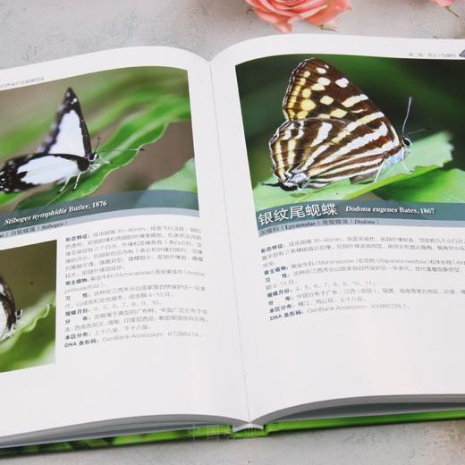 江西齐云山国家级自然保护区蝴蝶图鉴 &3118 商品图3