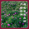 【腌制一整年】玫瑰鲜花酱 道地平阴重瓣红玫瑰 做玫瑰鲜花饼 E不参与优惠和折扣 商品缩略图5