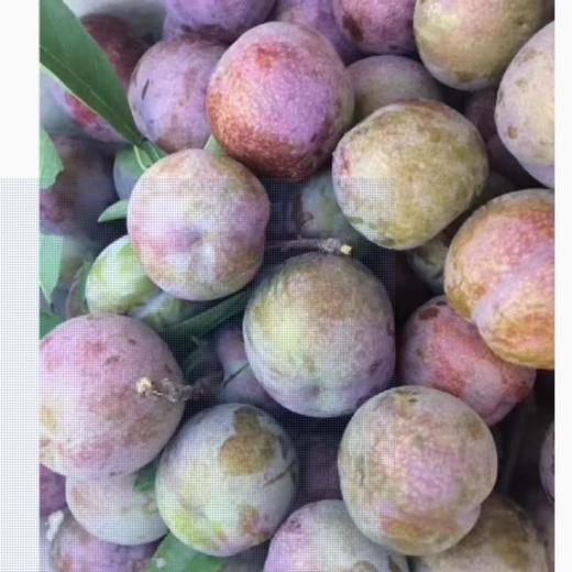 双华李（约500G） ☆/份 商品图1