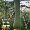 【排单3天左右发】【2-3个品种随机发】生态露天丝瓜（农场直发-顺丰包邮）|3斤/箱，来自成都郫都，生产者：原乡生态农场【合作生产，公平贸易】 商品缩略图3