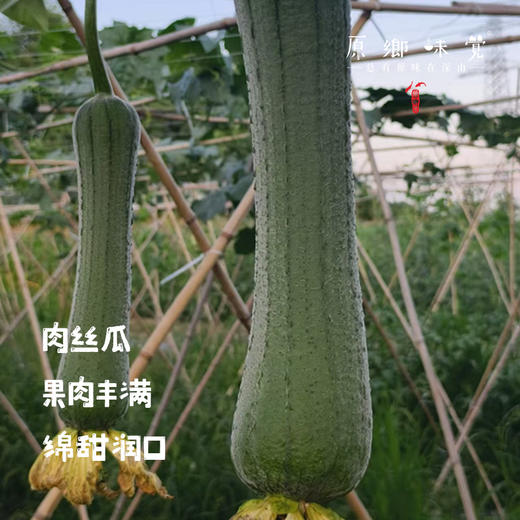 【排单3天左右发】【2-3个品种随机发】生态露天丝瓜（农场直发-顺丰包邮）|3斤/箱，来自成都郫都，生产者：原乡生态农场【合作生产，公平贸易】 商品图3