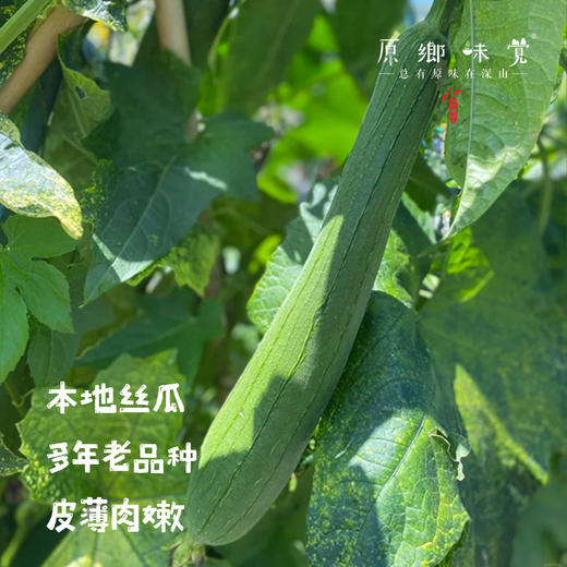 【排单3天左右发】【2-3个品种随机发】生态露天丝瓜（农场直发-顺丰包邮）|3斤/箱，来自成都郫都，生产者：原乡生态农场【合作生产，公平贸易】 商品图1