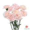 单头康乃馨 新娘 商品缩略图1