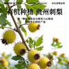 炖颜有机刺梨原浆 商品缩略图3