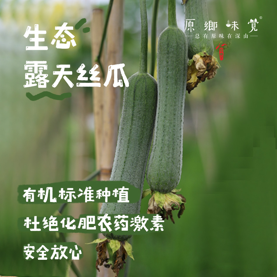 【排单3天左右发】【2-3个品种随机发】生态露天丝瓜（农场直发-顺丰包邮）|3斤/箱，来自成都郫都，生产者：原乡生态农场【合作生产，公平贸易】