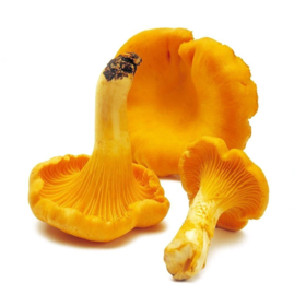 林端上品 鲜制云南野生鸡油菌