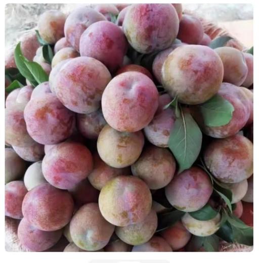 双华李（约500G） ☆/份 商品图0