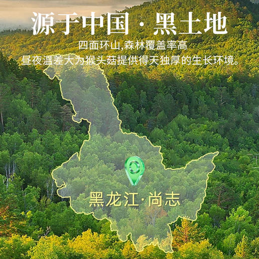 雪松猴头菇150g 商品图4