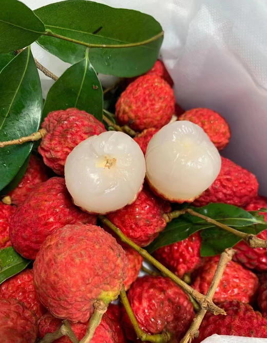 【广东省内】仙进奉荔枝 5斤装 商品图2