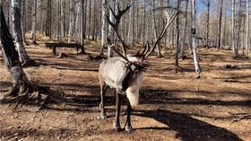领队游记 | 走进呼伦贝尔：只因人在风中，聚散不由你我