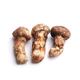 林端上品 鲜制云南野生松茸菌