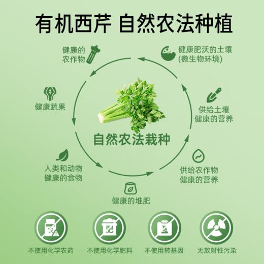 【鲜果冷榨】HPP西芹汁 245ml*1瓶 果蔬轻食轻盈口感 商品图4