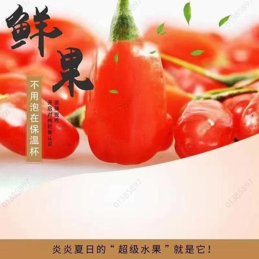 【现采现发 头茬鲜果】限量头茬鲜枸杞 宁夏中宁现摘现发 大颗粒鲜红枸杞 头茬大果500g（仅售1000份，预计7月15日下架） 商品图2