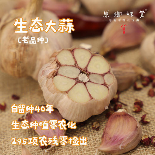 生态老品种紫皮蒜【原乡单发-顺丰包邮】2斤装/4斤装，来自四川峨眉山市，生产者：张书华【原乡峨眉山基地】 商品图0