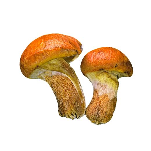 林端上品 鲜制云南黄牛肝菌 商品图0