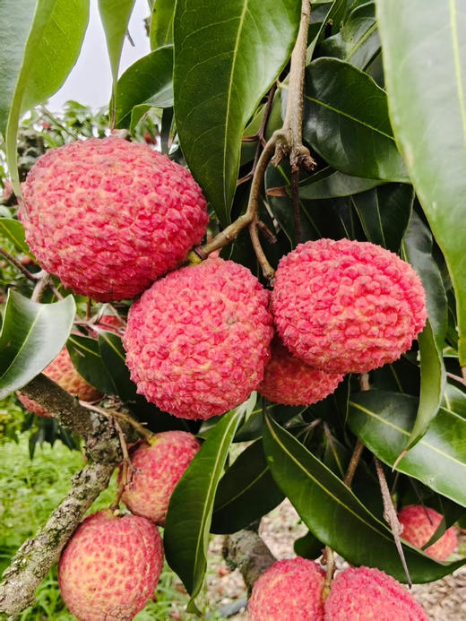 海南无核荔枝，每年只有这个时候有，产量很低，2斤/盒 商品图2