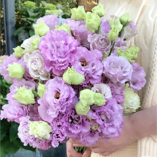 A通海 洋桔梗 波浪紫 商品图0