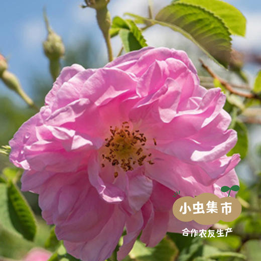 雅琪朵植物花水125ml （薰衣草/大马士革玫瑰）| 合作农友生产，意大利原装进口，生产商：ARGITAL*雅琪朵【公平贸易农人定价】 商品图8