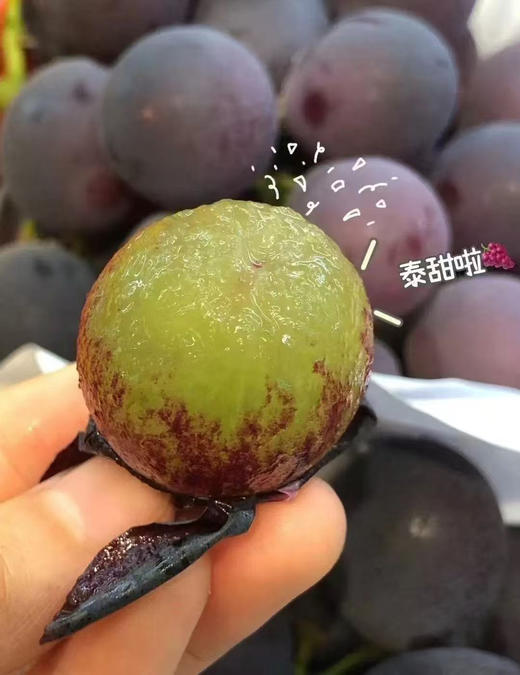 福安巨峰葡萄"葡萄界里爱马仕"，国产葡萄天花板！ 福建福安核心产区的巨峰葡萄，比普通葡萄肉厚3倍更甜更浓郁，属于巨峰里贵的产区，超级有葡萄味儿的葡萄！2.5斤/盒 商品图0