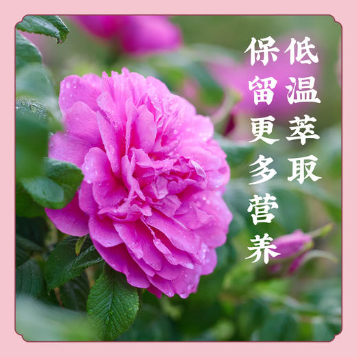 【玫瑰细胞原液】低温萃取玫瑰鲜花液 不加一滴水 无防腐剂 开盖即饮 非纯露花水 S不参与优惠 商品图2