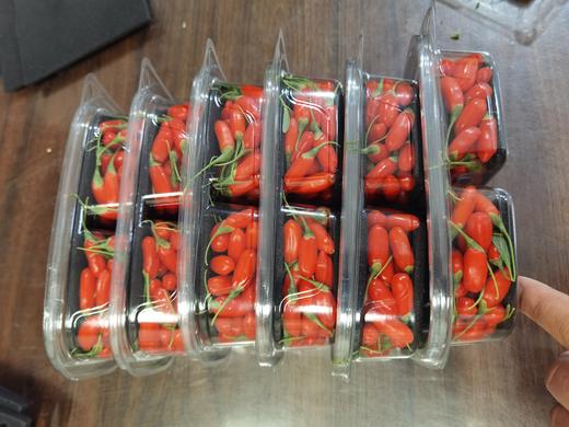 【现采现发 头茬鲜果】限量头茬鲜枸杞 宁夏中宁现摘现发 大颗粒鲜红枸杞 头茬大果500g（仅售1000份，预计7月15日下架） 商品图6