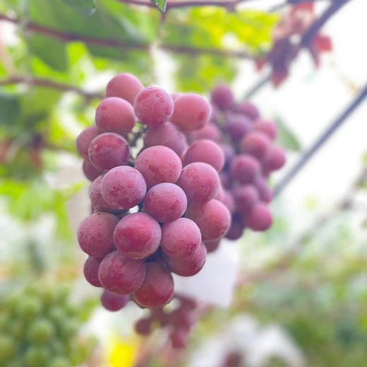 【自营】云南妮娜皇后葡萄2斤/3斤彩箱装  顺丰/京东包邮 商品图4