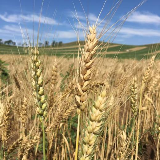 【全麦面粉/75白面面粉】5斤装 生态掖青麦  自然农耕种植 商品图7