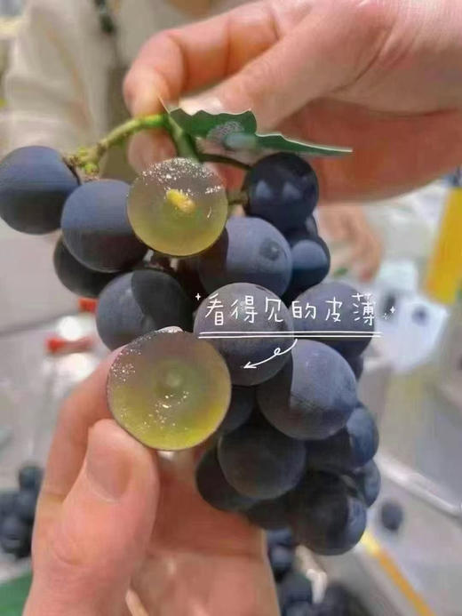 福安巨峰葡萄"葡萄界里爱马仕"，国产葡萄天花板！ 福建福安核心产区的巨峰葡萄，比普通葡萄肉厚3倍更甜更浓郁，属于巨峰里贵的产区，超级有葡萄味儿的葡萄！2.5斤/盒 商品图1