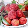 荔枝王（约500G） /份 商品缩略图2