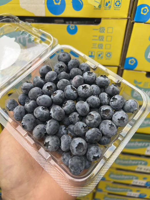 高山蓝莓小糖豆，脆甜，12+，6盒一组 商品图0