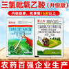 三氯吡氧乙酸杀藤类藤蔓灌木葛根络石藤专用农药除草剂老牌子正品 商品缩略图0