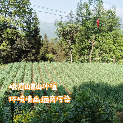 生态老品种紫皮蒜【原乡单发-顺丰包邮】2斤装/4斤装，来自四川峨眉山市，生产者：张书华【原乡峨眉山基地】 商品图1