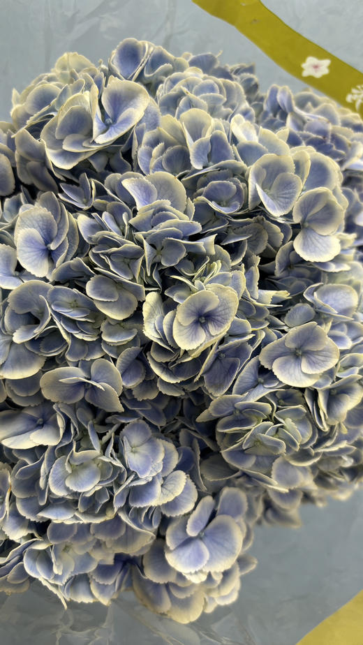 【国产绣球】绣球-孔雀蓝  单枝 商品图6