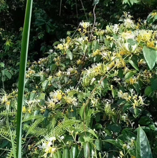 纯野生金银花（太阳晒干无琉） 商品图2