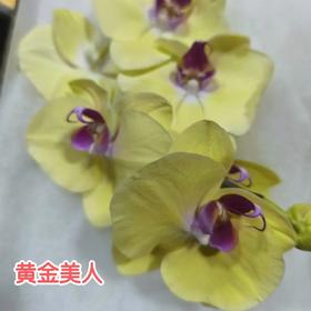 蝴蝶兰 | 黄金美人（可能有轻微瑕疵不售后，介意慎拍）