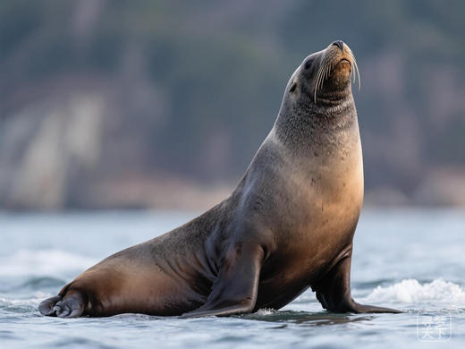 探秘俄罗斯：南萨哈林斯克（库页岛），神奇北方四岛之择捉岛秋色9天摄影创作团 商品图1