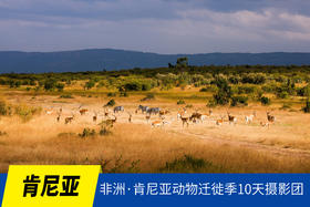 7.10确定出发【肯尼亚】狂野之境迁徙季12天摄影团<环球寻梦>