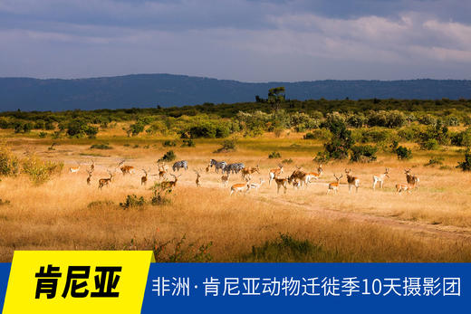 7.10确定出发【肯尼亚】狂野之境迁徙季12天摄影团<环球寻梦> 商品图0