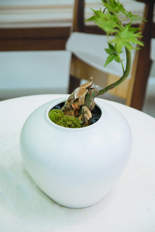 白盆流泉枫 商品图2