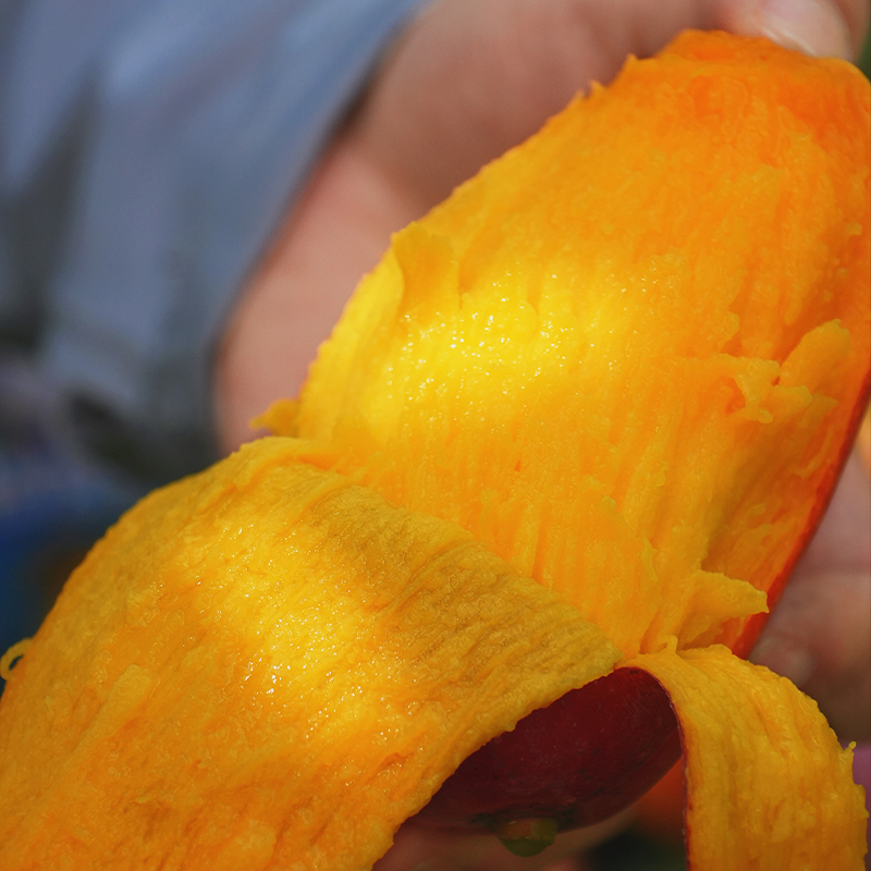 云南太阳蜜芒（芒果）|山人优选，蜜甜多汁，细腻滑嫩，肉厚核小，口感丰富~