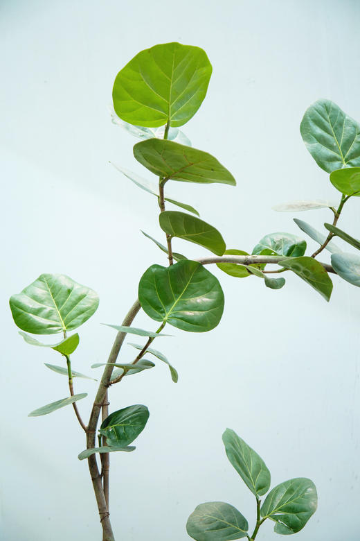 海葡萄 商品图1